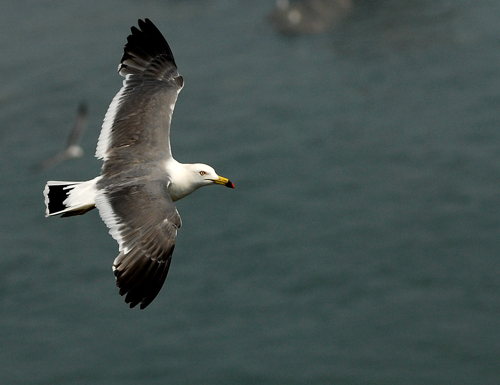 DSC_0964.jpg