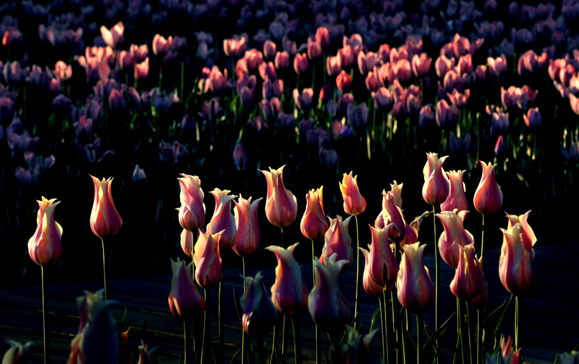 _LFB7706 ����.jpg