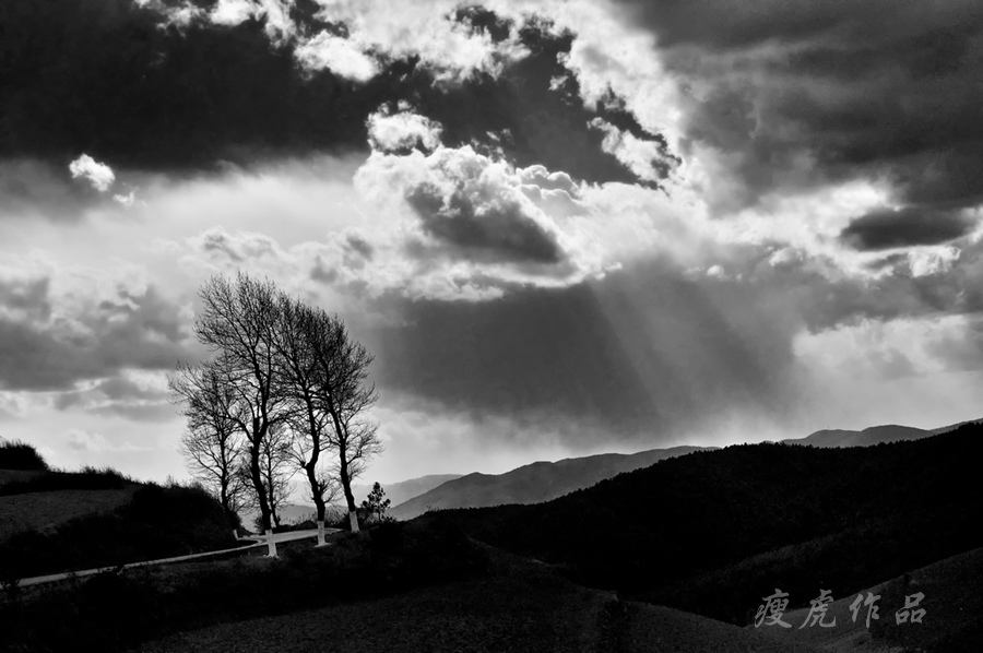 Pan-JM-Trees and sunshine_xc1.jpg