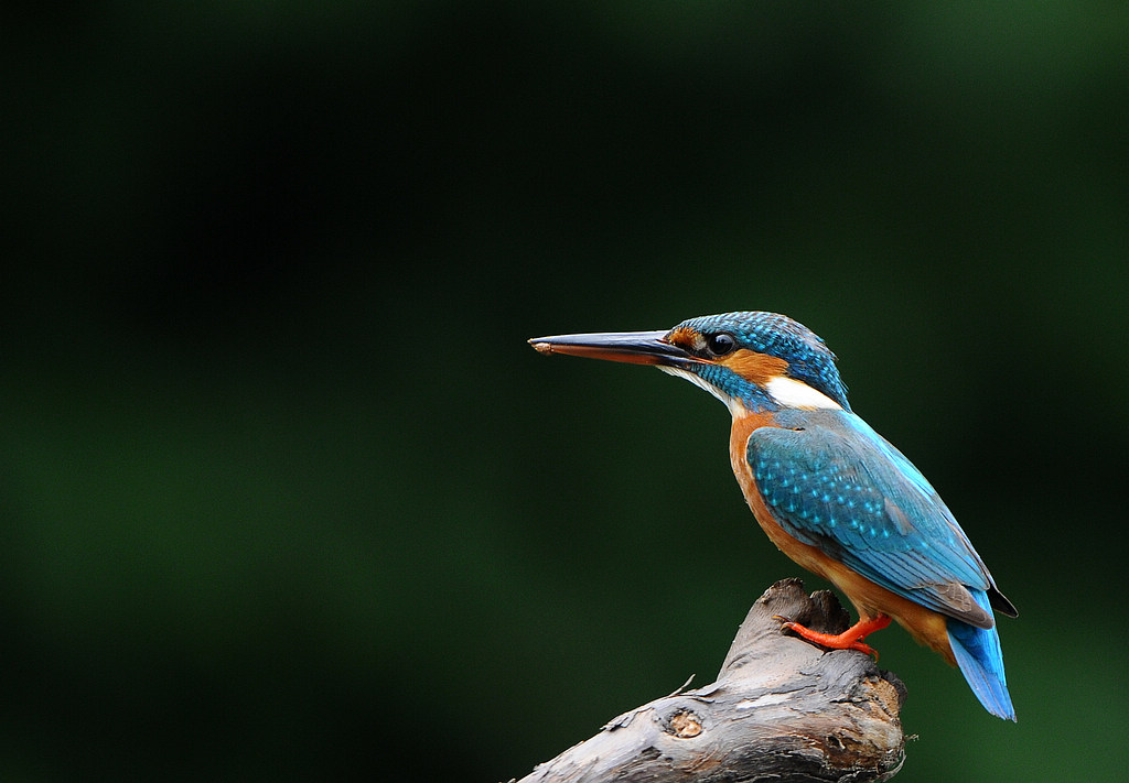 DSC_0159.jpg