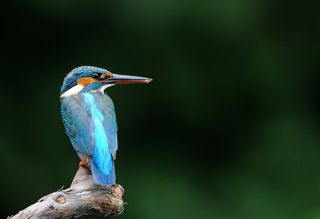 DSC_0169.jpg