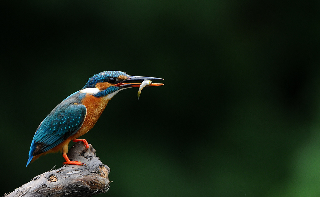 DSC_0206.jpg