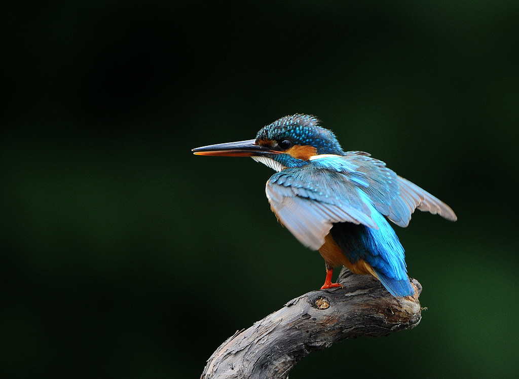 DSC_0292.jpg