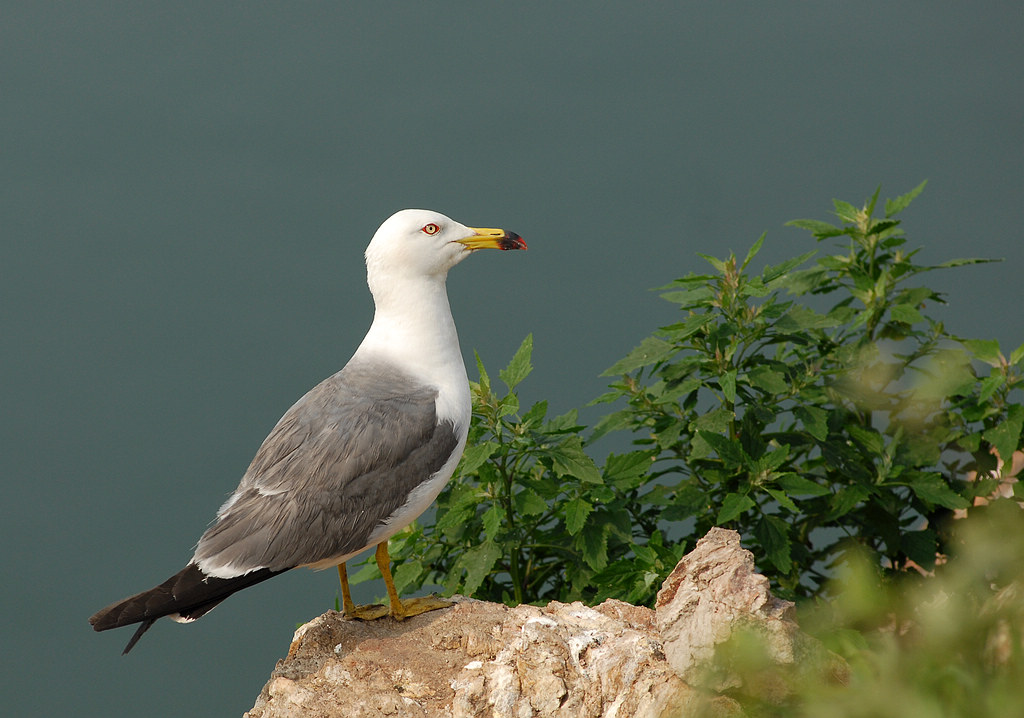 DSC_0721.jpg