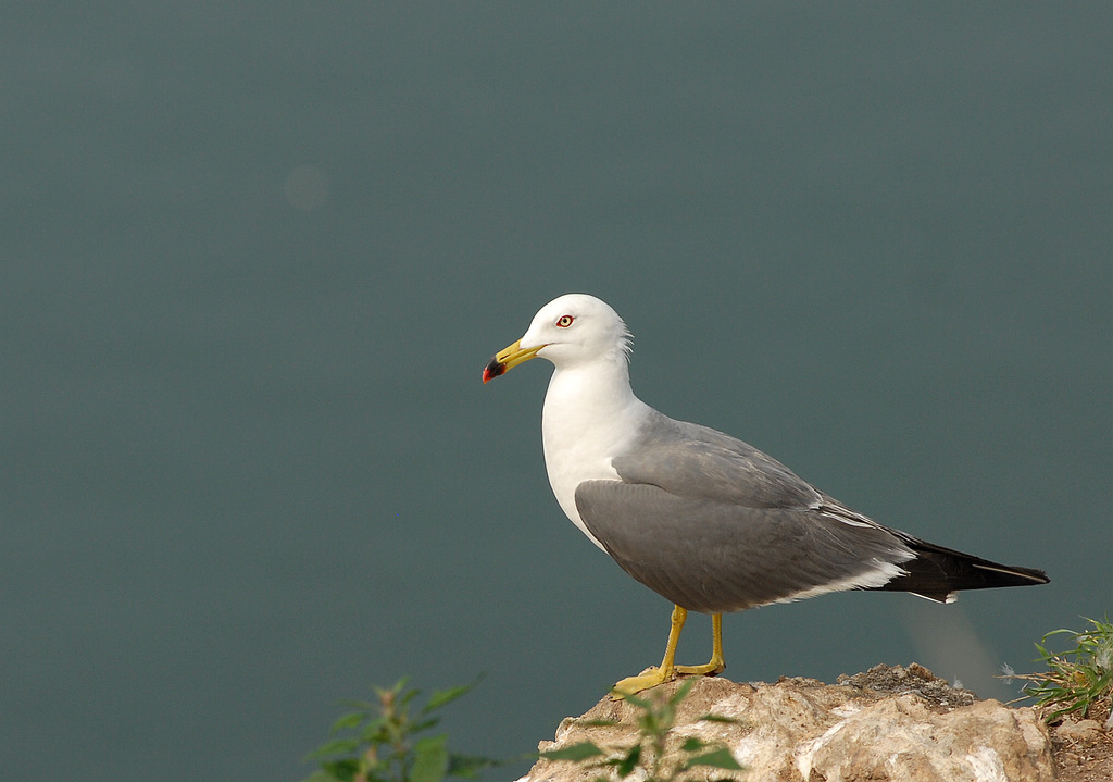 DSC_0724.jpg
