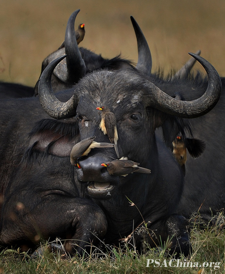 03.Ф��PSA HM����Ʒ��������Ұţ�����������ǡ�African buffalo and friends.jpg