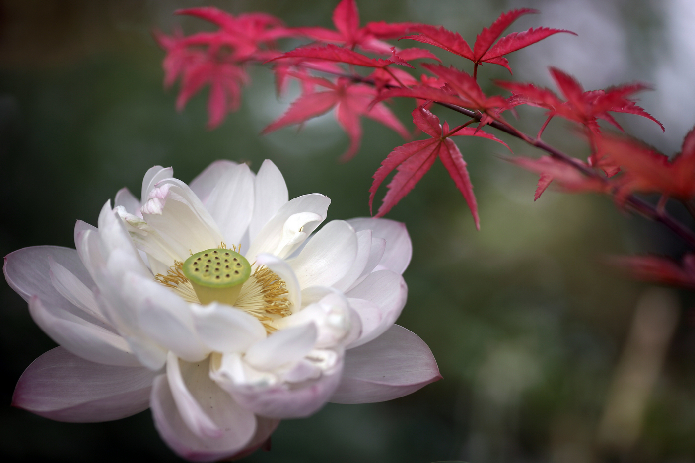 �й����ԭƬ (1).jpg