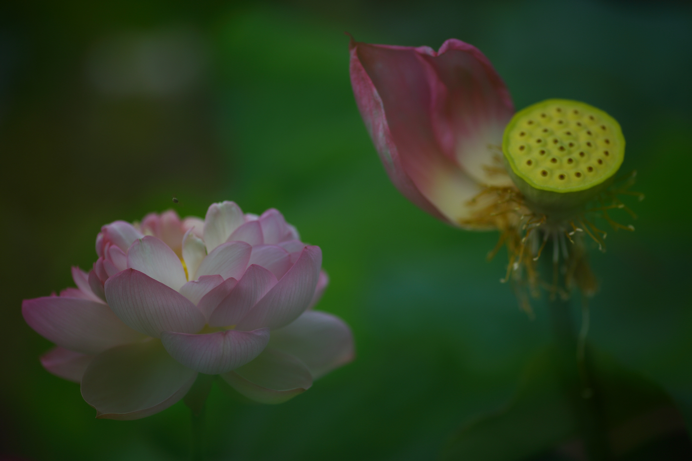 �й����ԭƬ (22).jpg