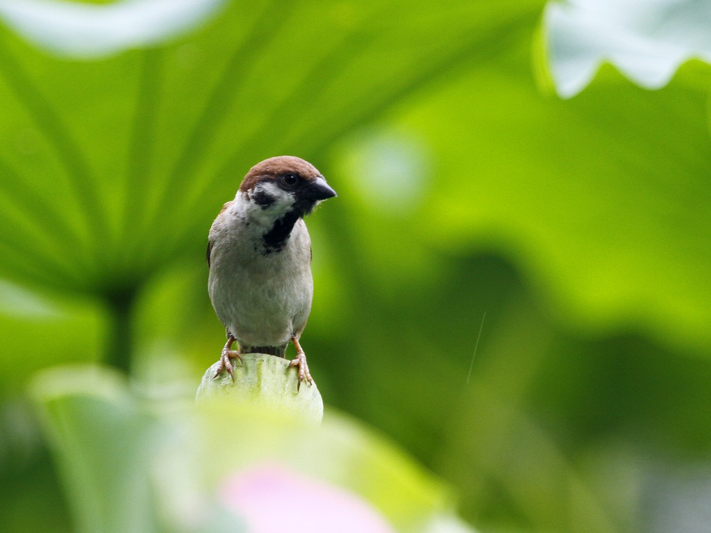 _MG_7984.jpg