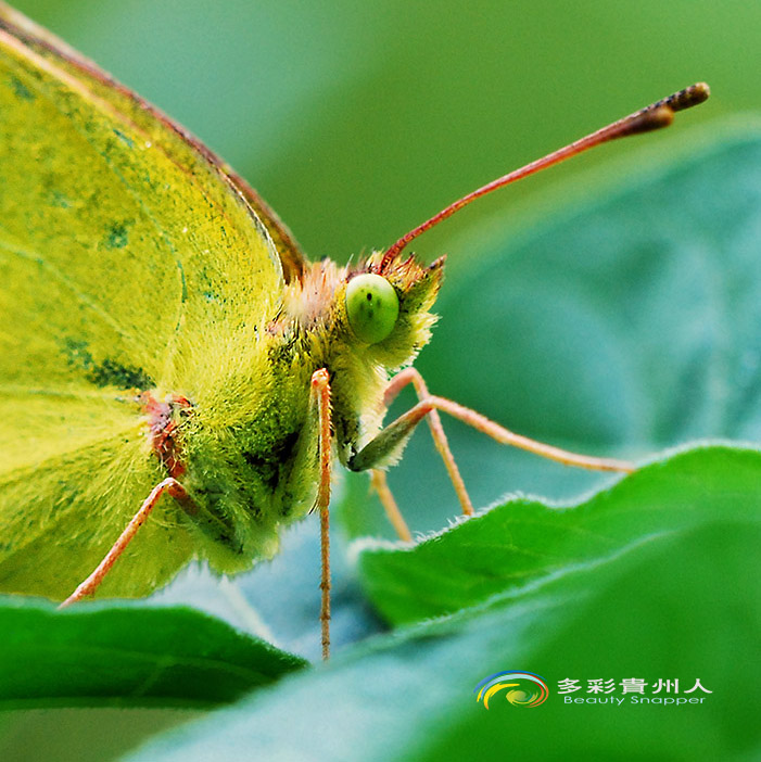 DSC_0435 ����.jpg