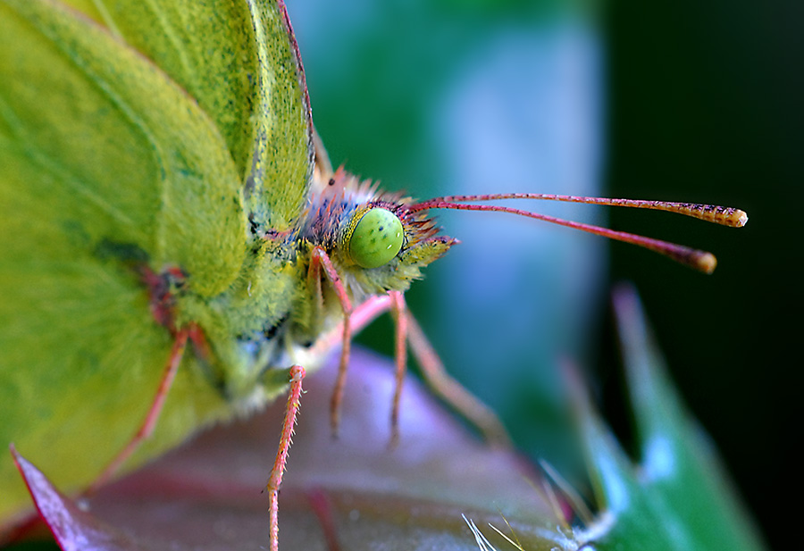 DSC_0367 ����.jpg