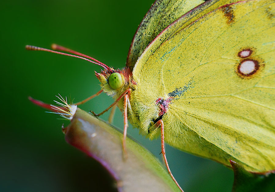 DSC_0388 ����.jpg