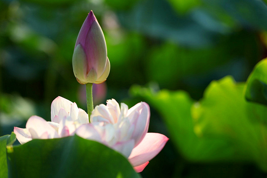 IMG_2013 (86)_����.jpg