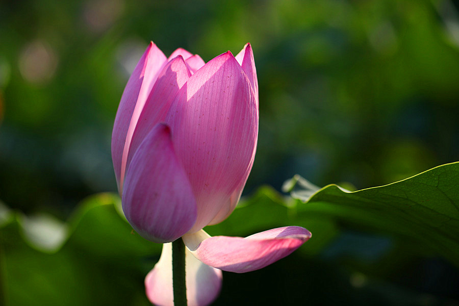 IMG_2013 (101)_����.jpg