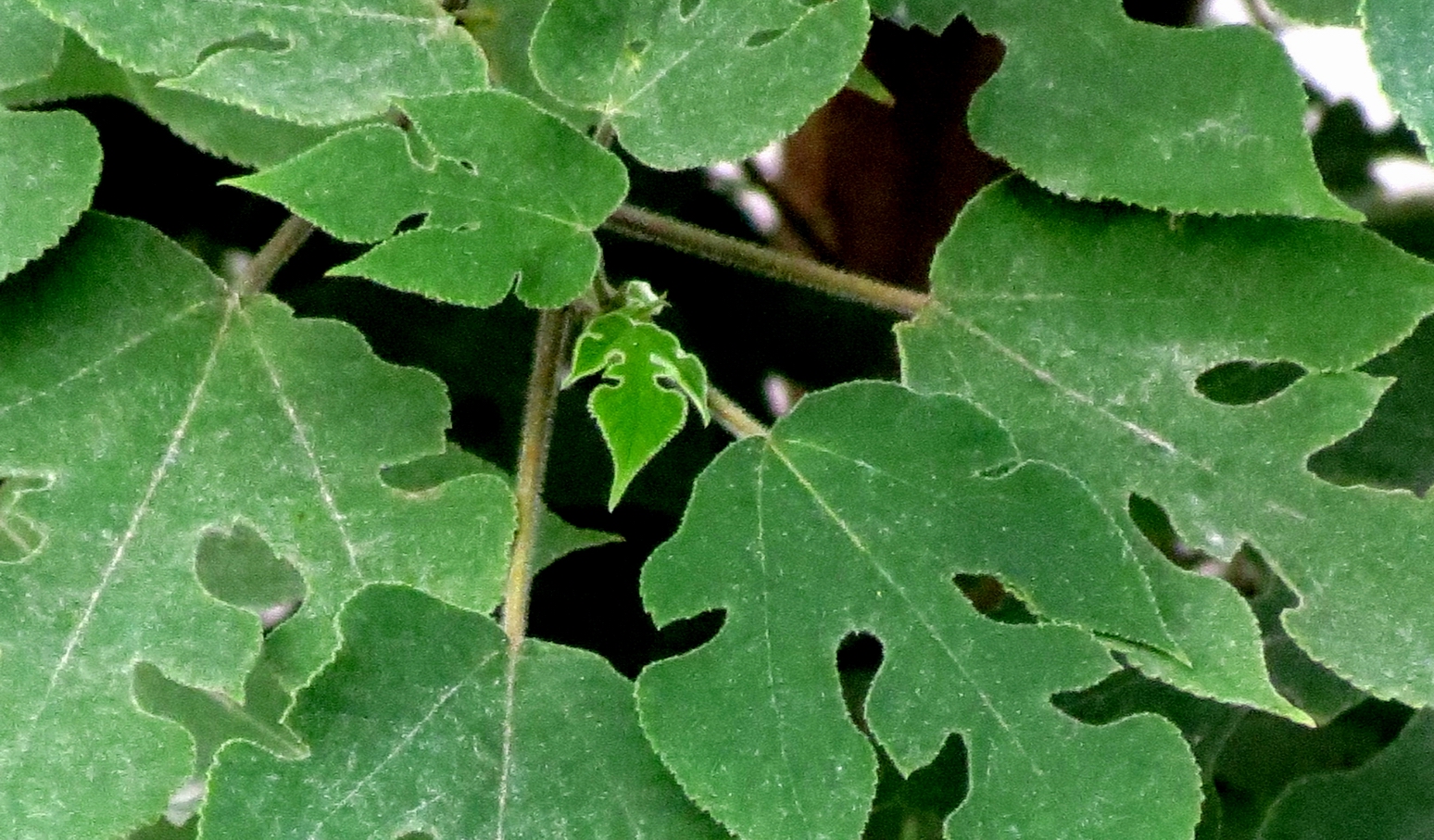 �����Ĺ���Ҷ