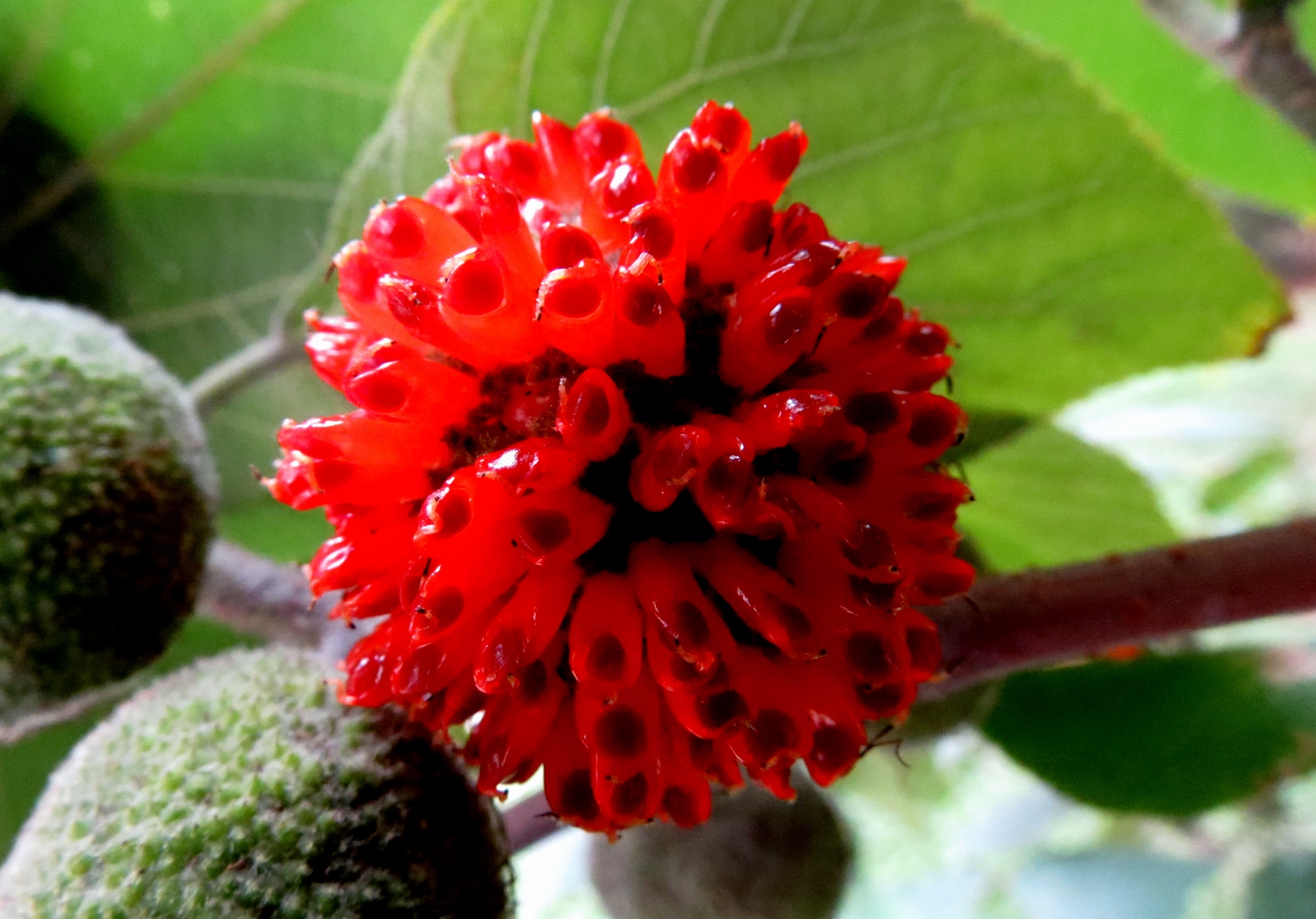 ���Һ���1