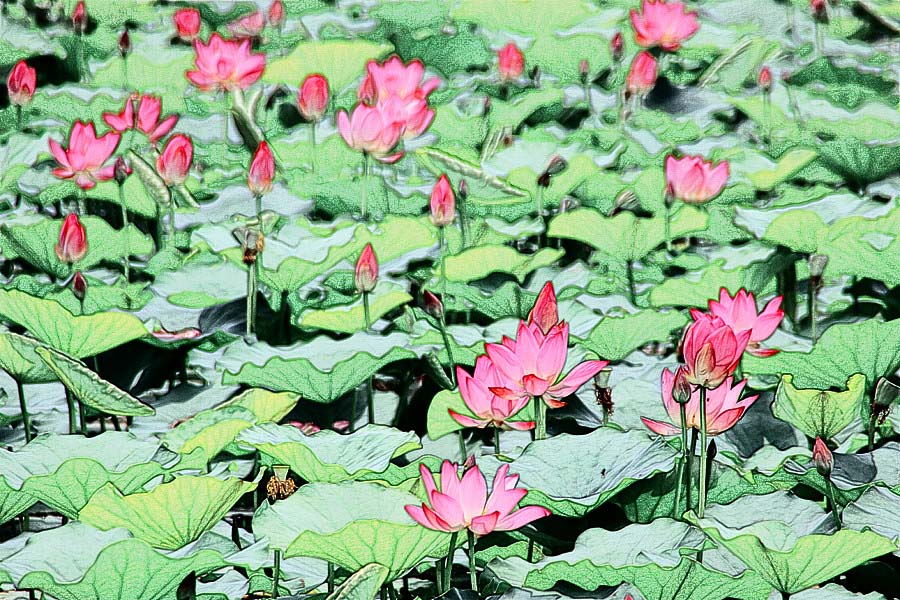 �����ɻ���Ƭ (11).jpg