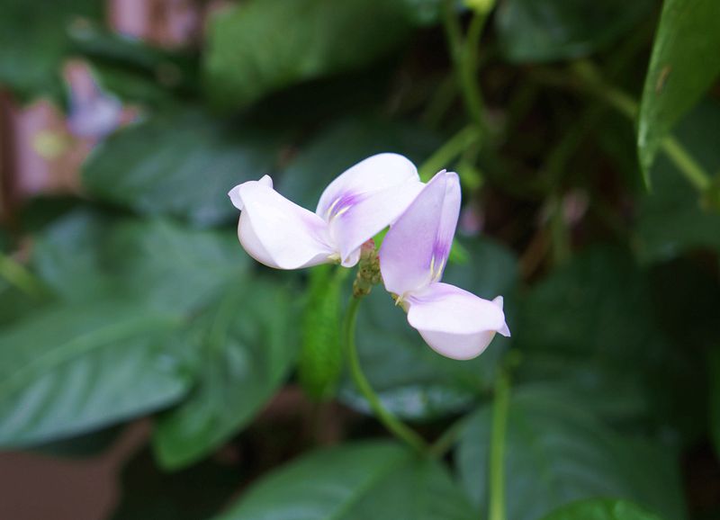 ��֮����Ѽ�������̫������Ѽ���۾������ˣ��ÿɰ�����