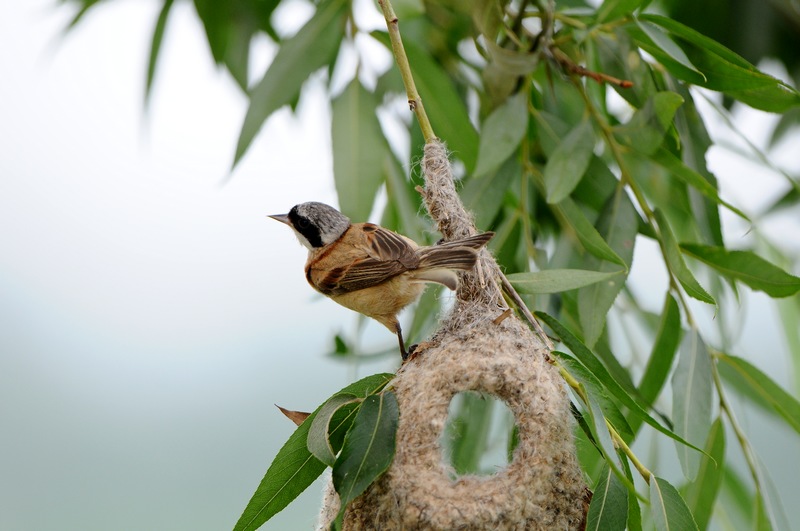 DSC_0074z.jpg