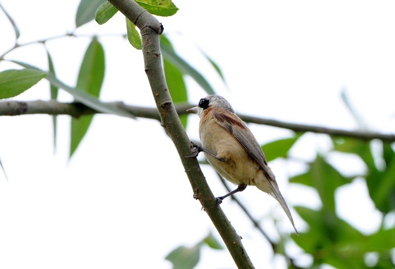 DSC_0199z.jpg