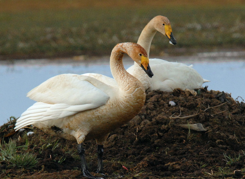 �����е�����