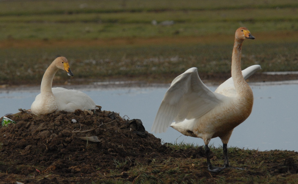 Ұ������