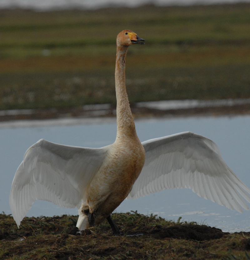 ���³�����