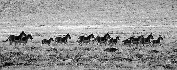 10.��Χ  ��ԭ����  ��Ծ.jpg