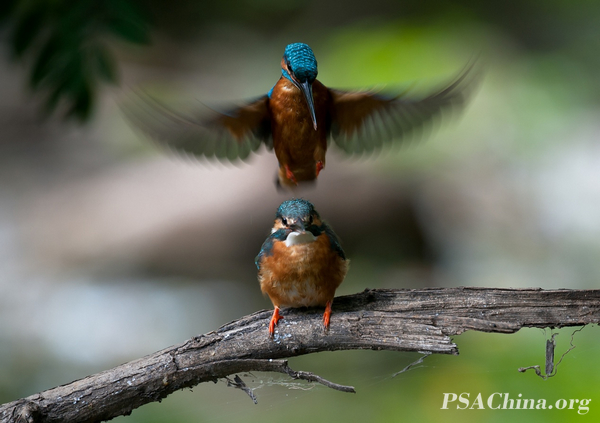 06.¦������Ʒ��������С�䡷Kingfisher Couples.jpg