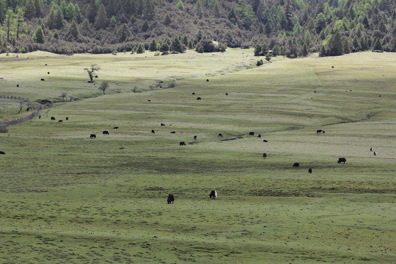 ��ԭ����