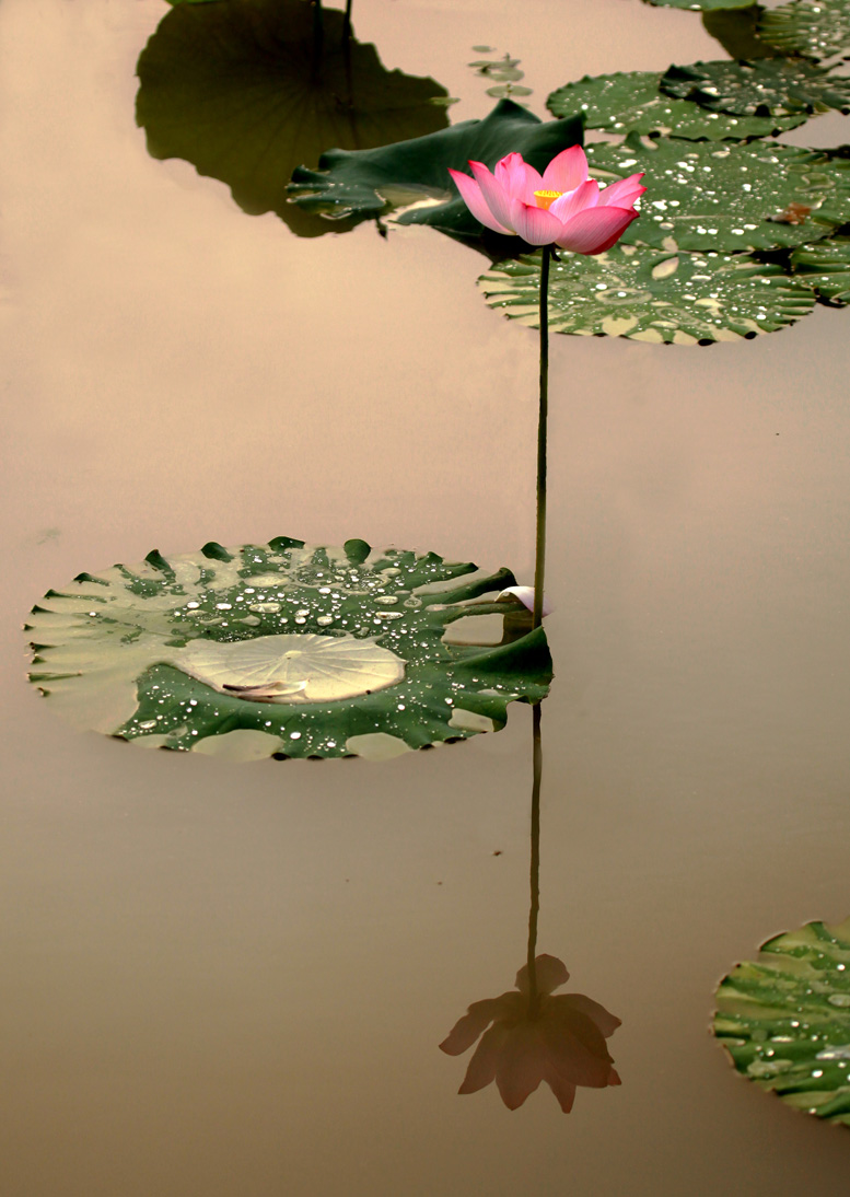 ��¶�����