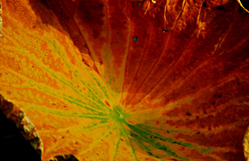 �׺ɻ���Ӱ�� 095.jpg