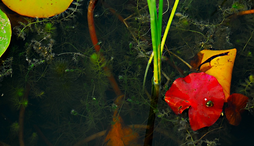 �׺ɻ���Ӱ�� 090.jpg