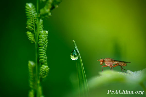 06.¦������Ʒ����¶���¡�Dew under.jpg