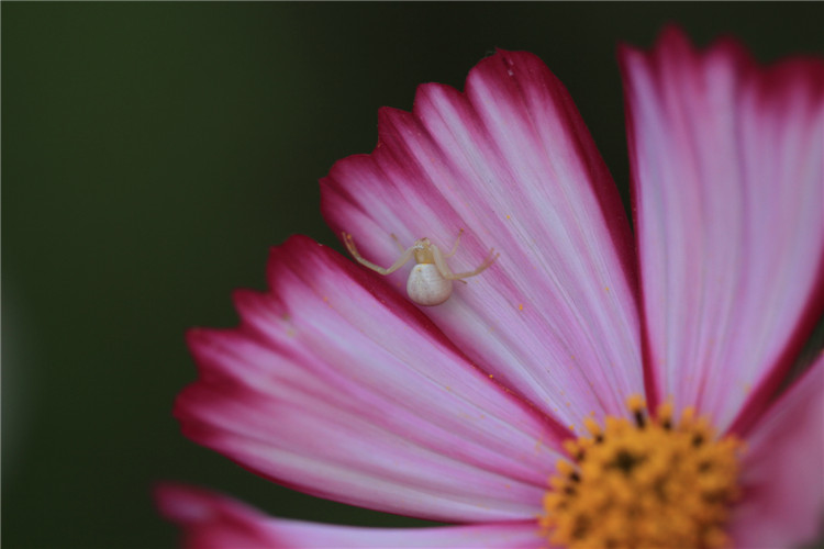 �����ϵİ�֩��