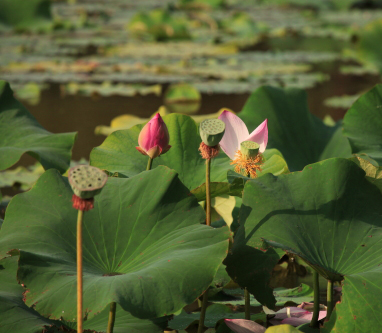 ����ĺɻ�1