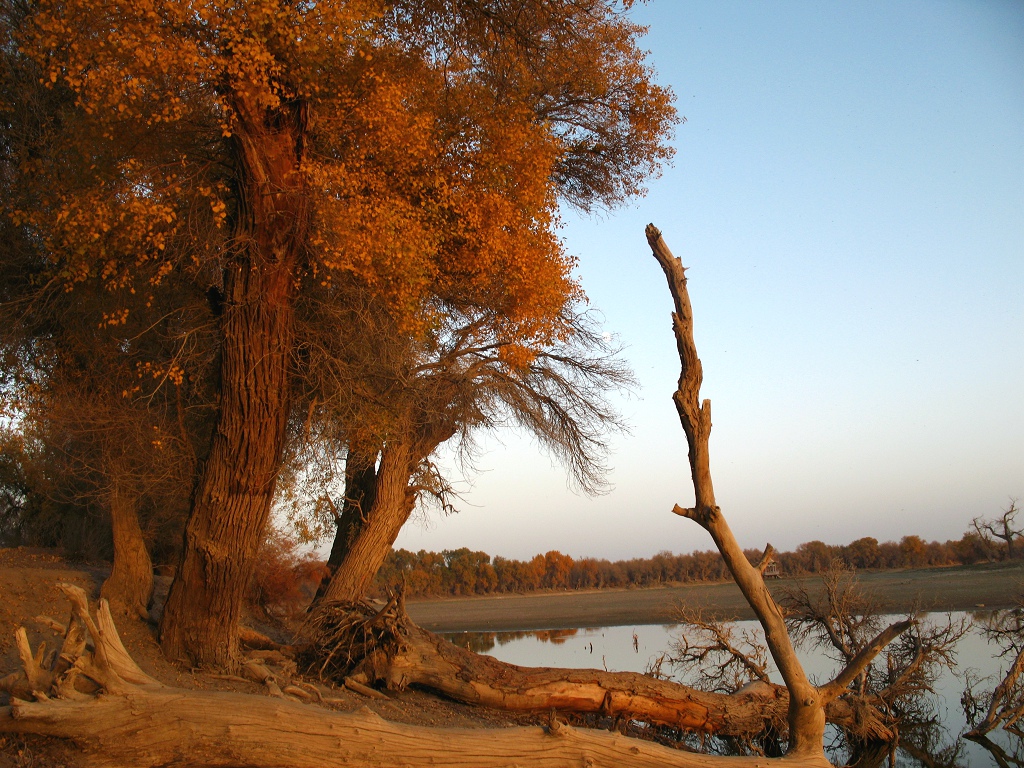 ���Ӻ���