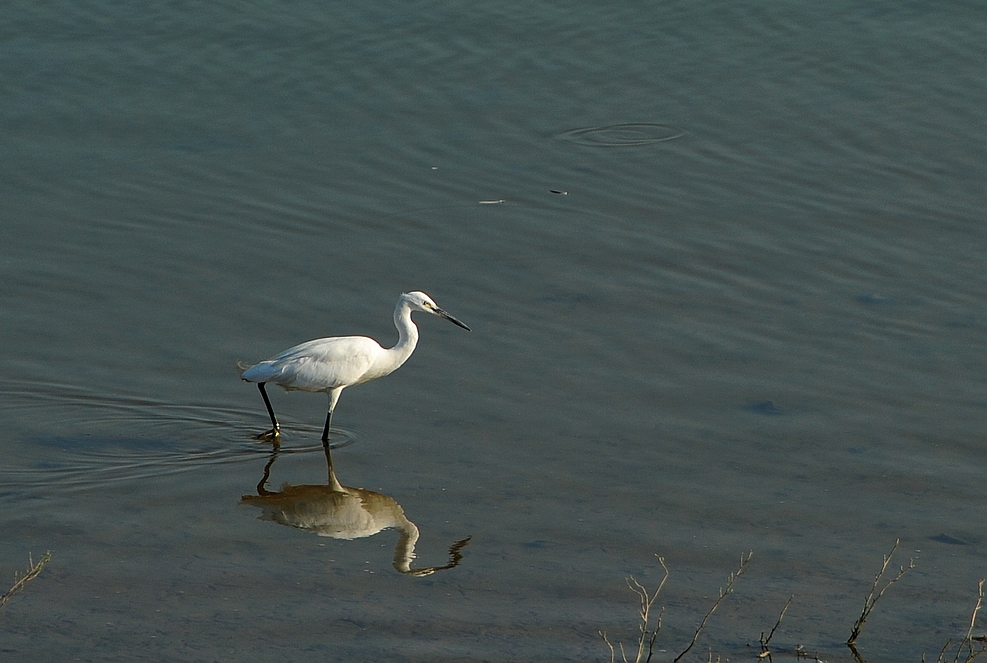 DSC_2610.jpg