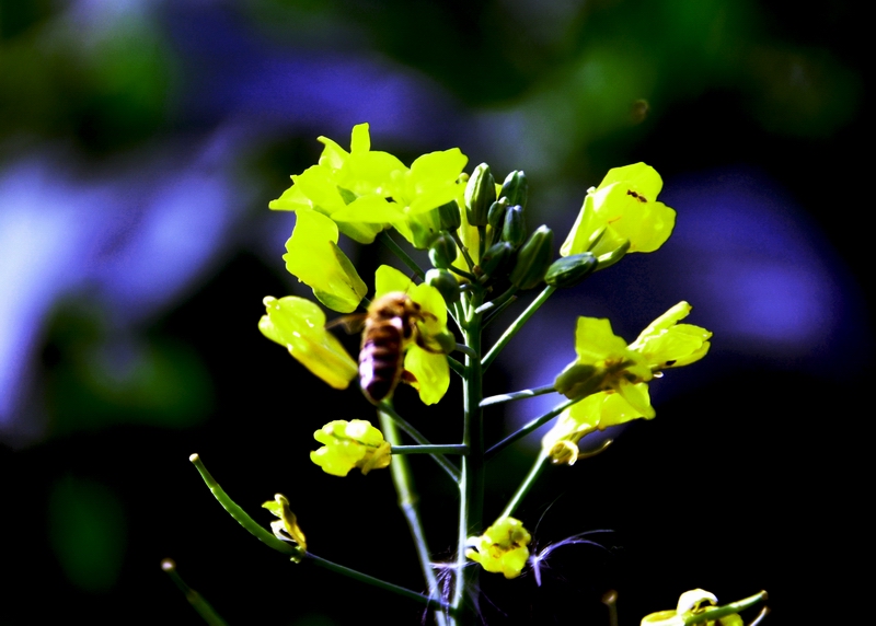 ·��Ұ����Ҫ��