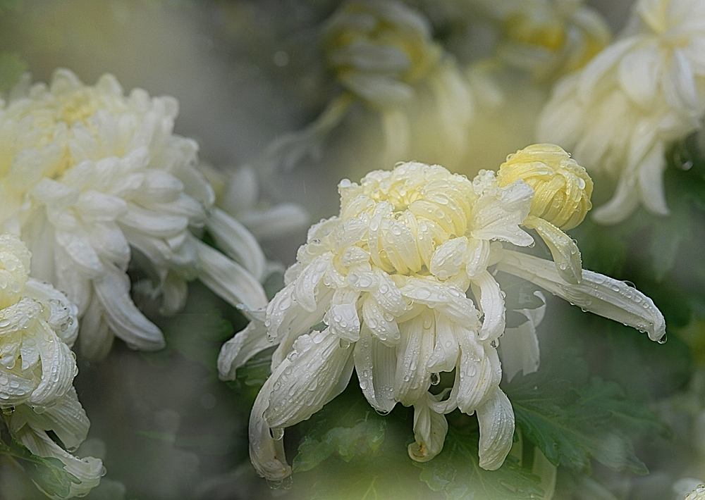 DSC_0928 ����.jpg