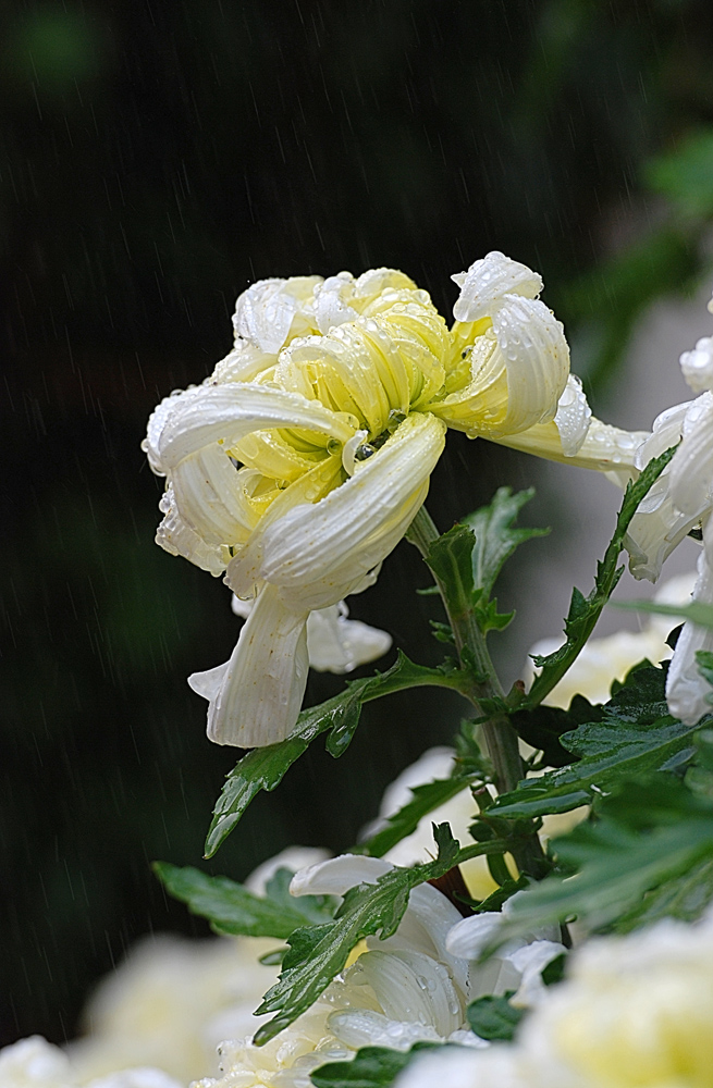 DSC_0935 ����.jpg