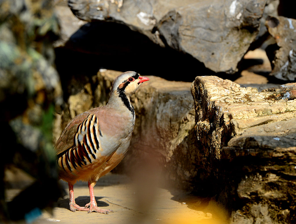DSC_9606  1.jpg