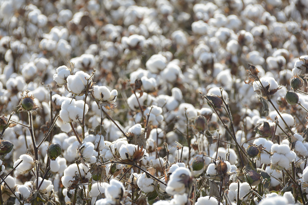 ���� 001a.jpg