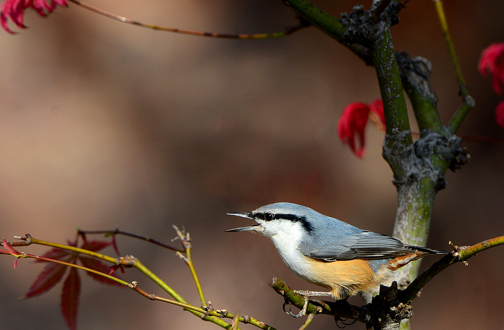 DSC_0339  11.jpg