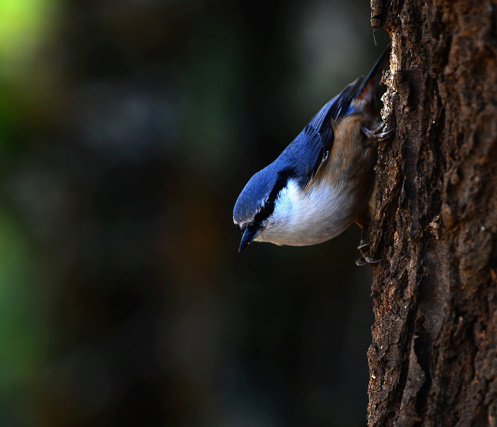 DSC_7458.jpg
