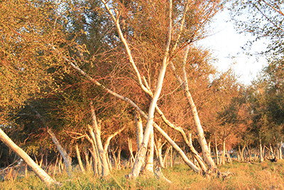 ǧȪ��ʪ�ذ�����