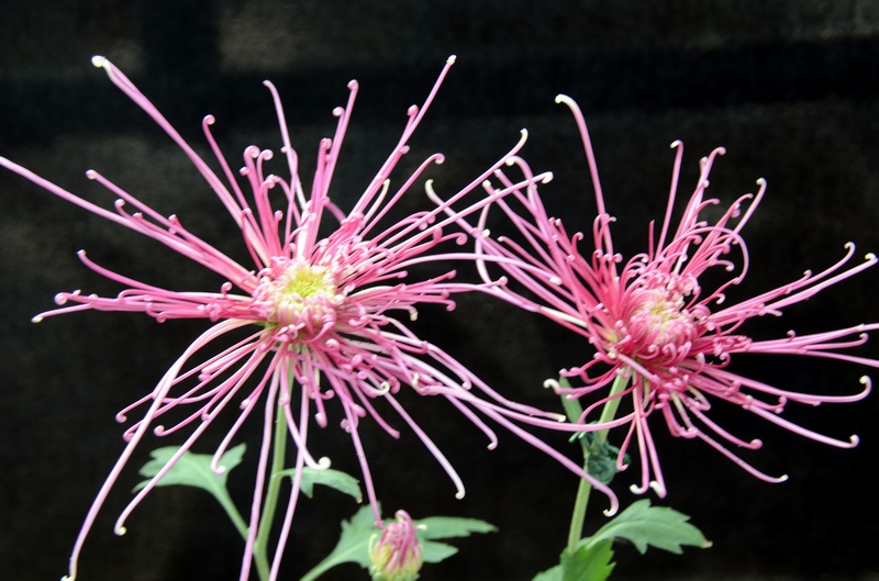 �����һ���ľջ�