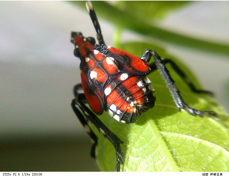 ӡ������