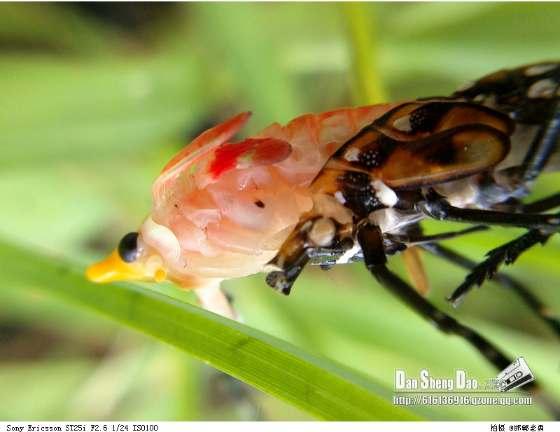 ӡ������