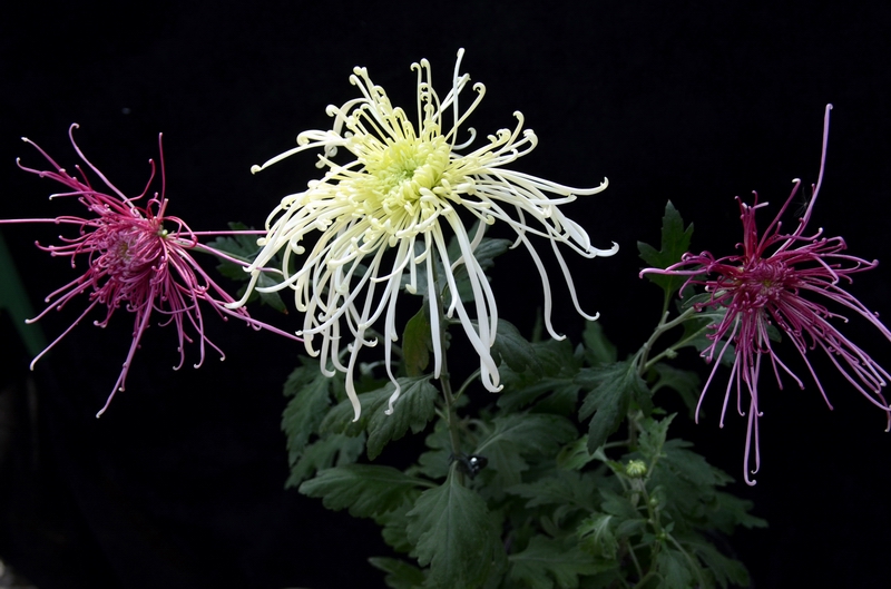 �����б�����ʦ